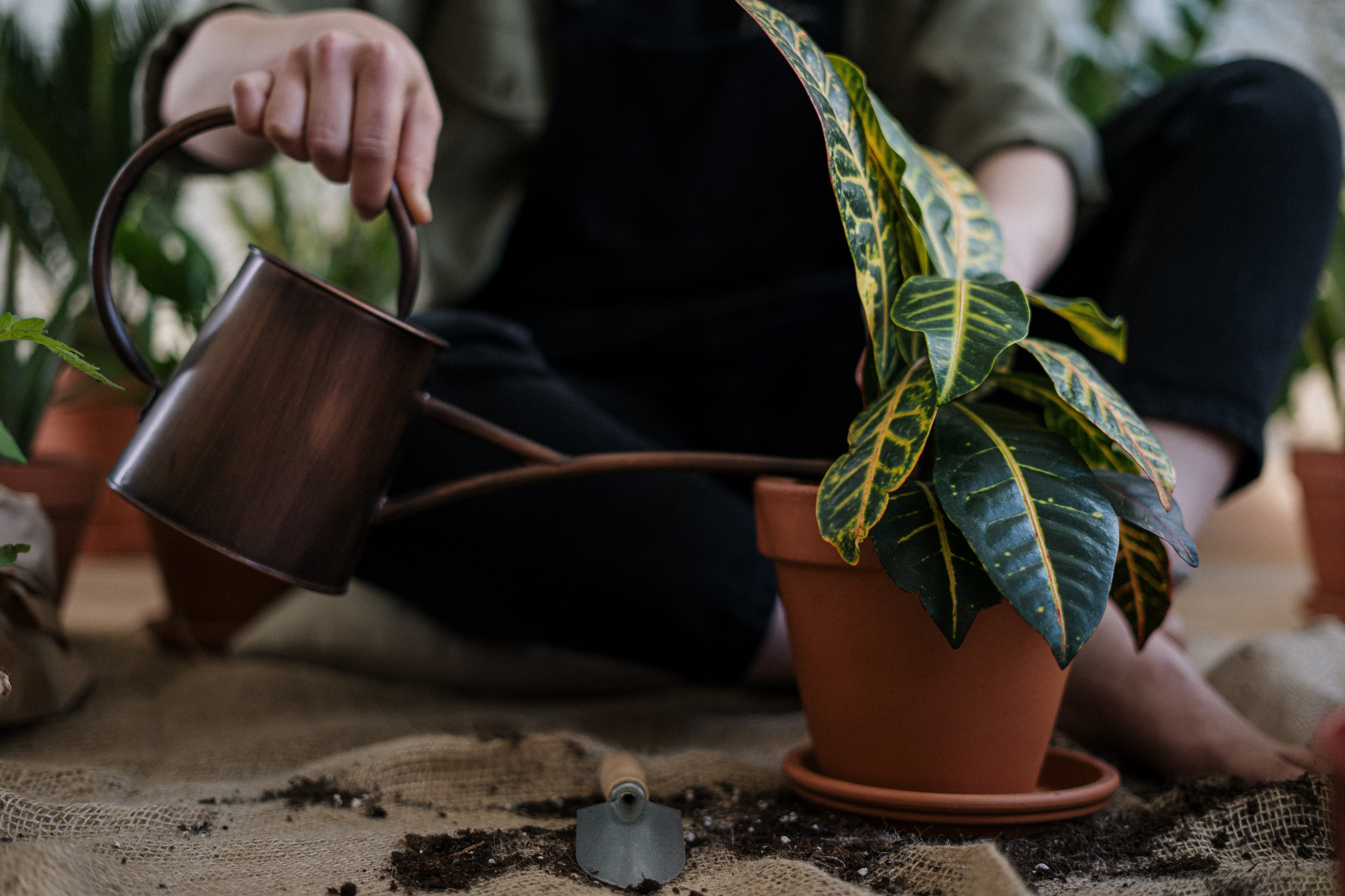 regar plantas